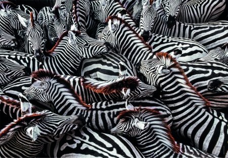 "CLEMENTONI puzle ""Zebras"", 1000gab., 39729" 39729